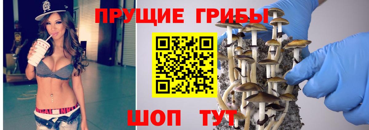 Псилоцибиновые грибы Psilocybe Солнечногорск